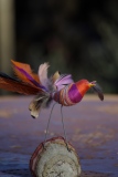 Oiseau sur champignon - Oiseaux