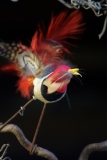 Oiseau sur branche - Oiseaux