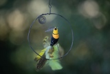 heidi-artiste - Oiseaux