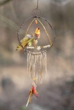 heidi-artiste - Oiseaux Chakras